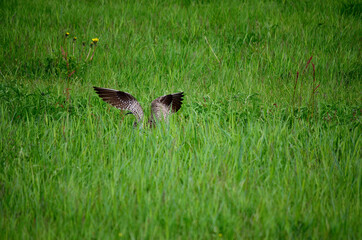 eurasian curlew bird lands on green field in summer