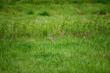 eurasian curlew bird sitting on a grassy green field in summer