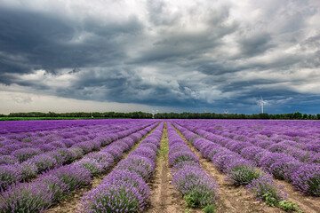 Fototapeta na wymiar Lavender flower blooming scented fields in endless rows.Lavender fields from the beautiful Bulgaria.