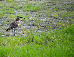 vigilant eurasian curlew bird parent on grass