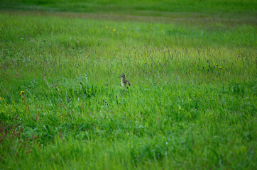 eurasian curlew baby chicken bird standing in tall green grass