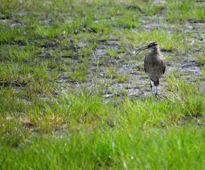 eurasian curlew bird watching her younglings from a distance