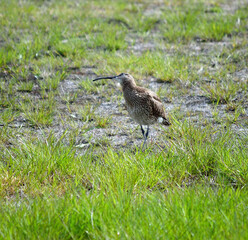 eurasian curlew parent calls for her chicks