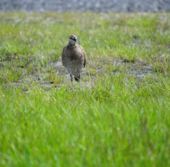 eurasian curlew bird in summer
