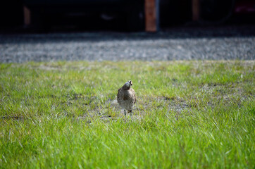 Obraz premium eurasian curlew bird in summer