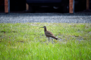 eurasian curlew bird watching her babies