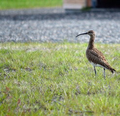 beautiful singing eurasian curlew bird in summer