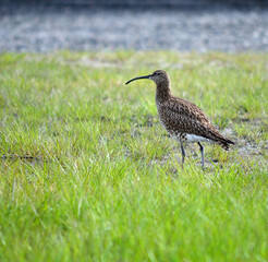 eurasian curlew bird watching her babies