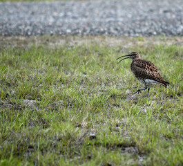 beautiful singing eurasian curlew bird in summer
