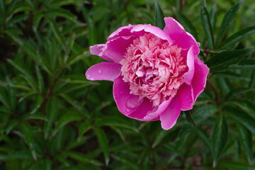 pink peony in the garden with rain-drops