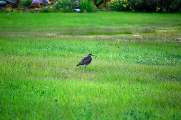 eurasian curlew bird standing in grass in summer