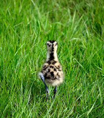 cute eurasian curlew bird chicken wanders in tall grass