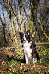 Border collie is sitting in flowers in forest. She is so patient model.