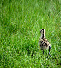eurasian curlew chicken wanders in tall green grass