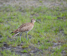 Obraz na płótnie Canvas eurasian curlew bird parent singing and watching her chickens in summer