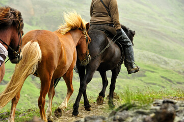 Fototapeta horse excursion in Iceland obraz