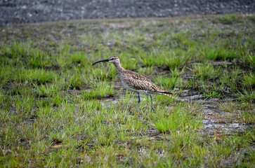 eurasian curlew bird parent singing and watching her chickens in summer