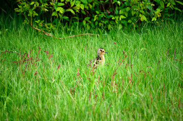 small eurasian curlew chicken in tall green grass in summer