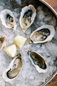 oysters
