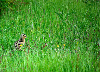 cute eurasian curlew bird chicken wanders off in thick tall green summer grass