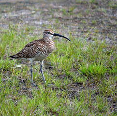 beautiful eurasian curlew bird in summer