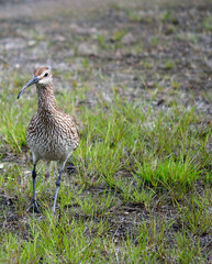beautiful eurasian curlew bird in summer
