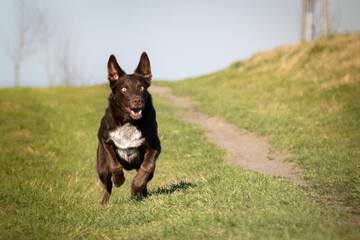 Border collie is running in the grass. She is so crazy female dog.