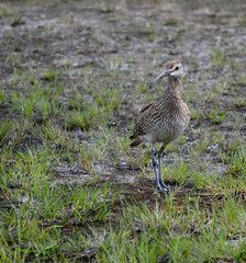 vigilant eurasian curlew bird parent in the northern summertime