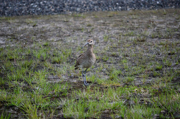vigilant eurasian curlew bird parent in the northern summertime