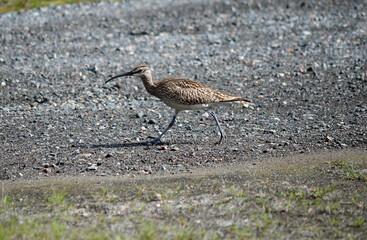 eurasian curlew bird in summertime