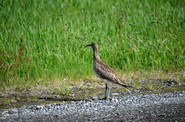 beautiful and majestic eurasian curlew bird in the arctic summer