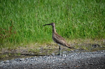 beautiful and majestic eurasian curlew bird in the arctic summer