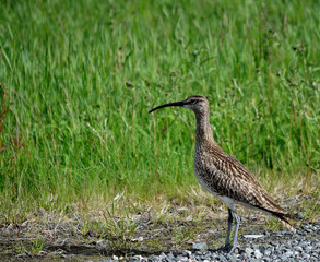 beautiful and majestic eurasian curlew bird in the arctic summer