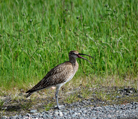 beautiful and majestic eurasian curlew bird in the arctic summer