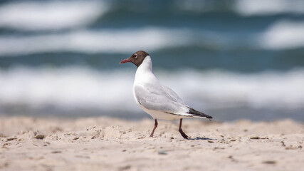black-headed gull on white sand against the blue sky and the sea