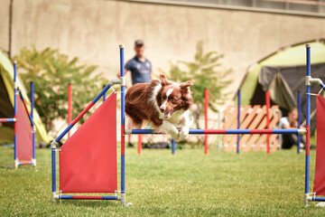 border collie is jumping over the hurdles. Amazing day on czech agility privat training
