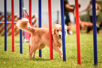 Nova scotia duck tolling retriever in agility slalom on Ratenice competition. Amazing day on czech...