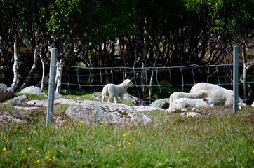 sheep family in summer