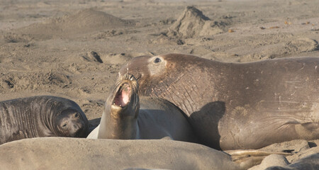 Northern Pacific Elephant Seals on California Coast