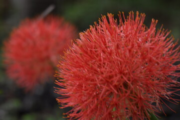 bee on rainy flower monsoon season ,India .