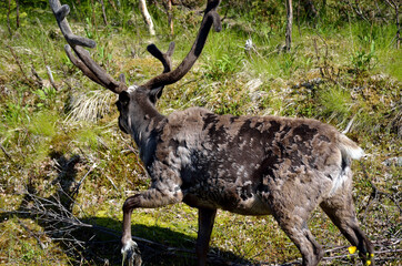 feeding reindeer in summer landscape