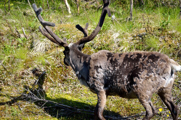 feeding reindeer in summer landscape