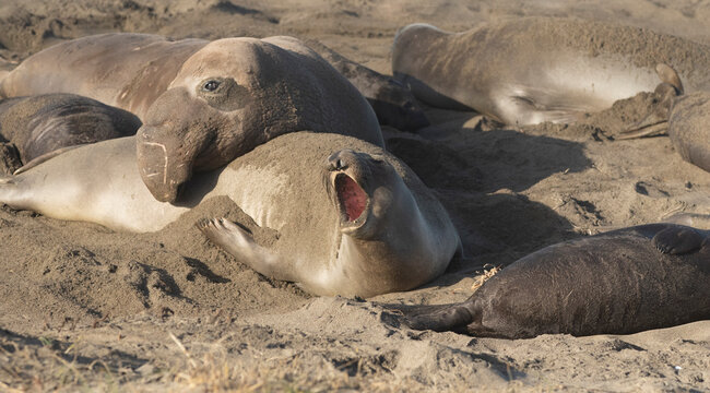 Northern Pacific Elephant Seals On California Coast