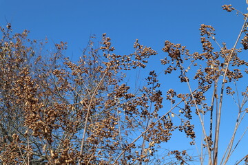 Seeds of the Crepe Myrtle tree provide food for birds in the autumn 