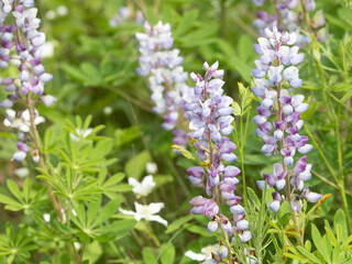 Obraz premium Beautiful Lupine flowers