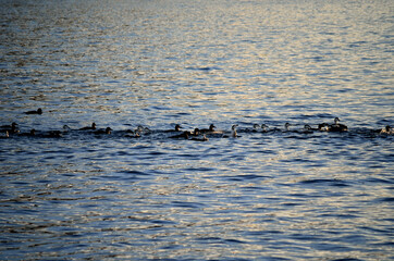 Fototapeta premium beautiful duck flock diving and feeding in the cold fjord water in late autumn