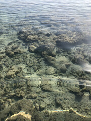 Little gray fishes under water in tropical sea