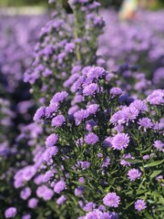 Fototapeta premium fioletowe kwiaty w ogrodzie