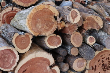 Cut and stacked red cedar firewood is ready for a cold autumn wood stove