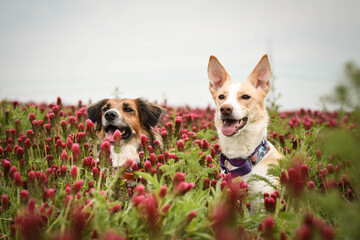 Portrait of two dogs , who are sitting in crimson clover. They are so cute girls.